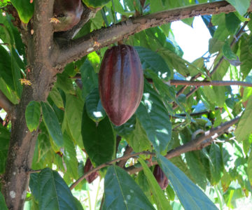 Kakaopflanze auf der Plantage Bakkie