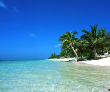 Palmenstrand auf dem Cayo Levisa, Cuba