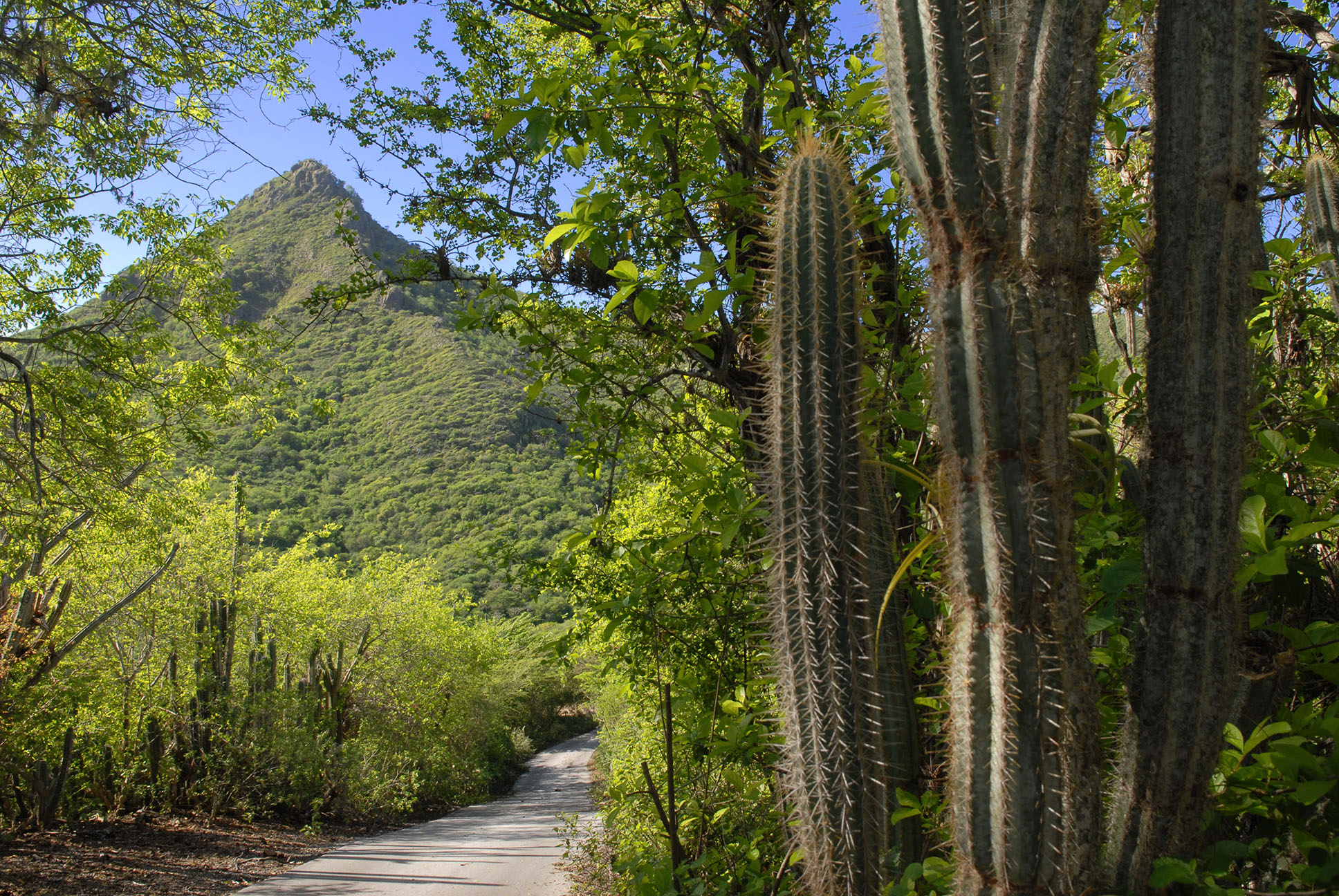 Blick auf den Christoffelberg Nationalpark auf Curacao mit begrüntem Berg und Kakteen