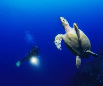 Taucher unter Wasser mit Schildkröte auf Saba