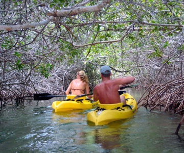 Paddler mit gelben Kanus in den Mangroven von Bonaire