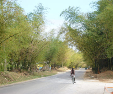Von Bambus bewachsene Straße im Süden von Jamaica
