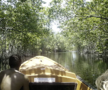 Bootsfahrt auf dem Black River mit Mangroven, Jamaica