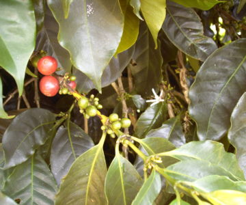 Kaffeestrauch in den Blue Mountains auf Jamaica