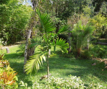 In den Castleton Botanical Gardens in den Blue Mountains, Jamaica