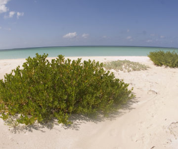 Sandstrand auf Cayo Coco, Cuba