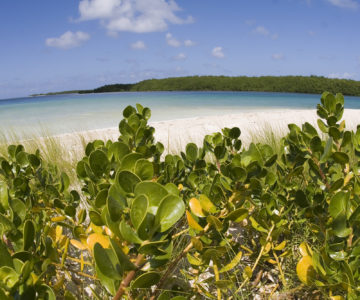 Strand von Cayo Santa Maria auf Cuba