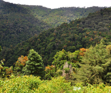 Nebelwälder am Cerro de la Muerte, Costa Rica