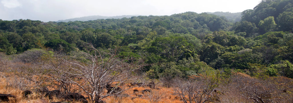 Grenze zwischen Trockenwald und Regenwald im Nationalpark Rincon de la Vieja, Costa Rica