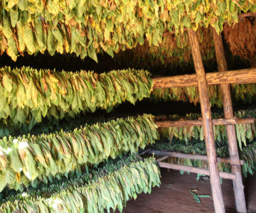 Aufgehangener Tabak zum Trocknen, Cuba