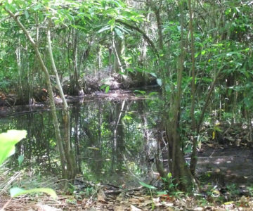 Mangroven im Nationalpark El Choco, Dominikanische Republik