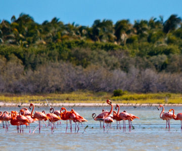 Flamingos in einem See in der Dominikanischen Republik