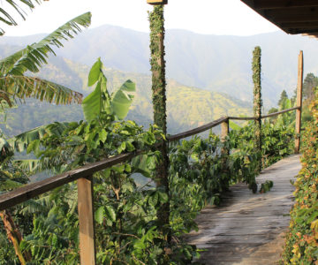 Weg mit Blick auf die Berge der Blue Mountains im Osten von Jamaica