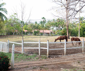Pferde auf einer Weide in Guanacaste, Costa Rica