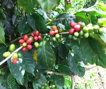 Reifende Kaffeebohnen an einem Kaffeestrauch, Costa Rica