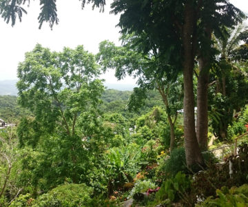 Der Ras Natango Art & Botanical Garden auf Jamaica