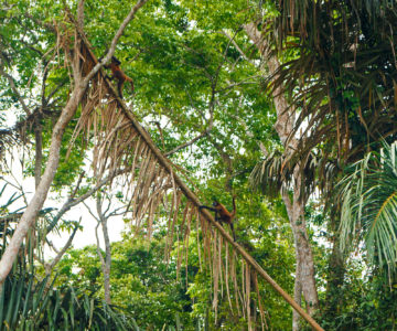 Affen in den Palmen, Costa Rica