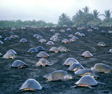 Schildkröten an der Playa Ostional in Costa Rica