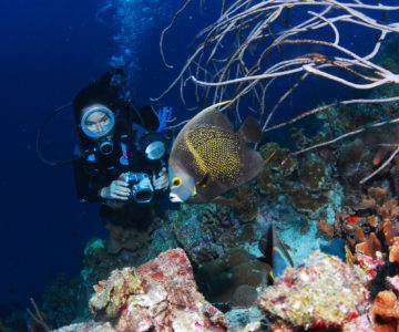 Taucher mit Kamera unter Wasser mit bunten Korallen