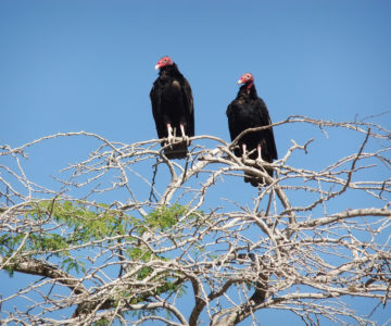 Schwarze Geier auf trockenen Bäumen im Nordwesten der Dominikanischen Republik