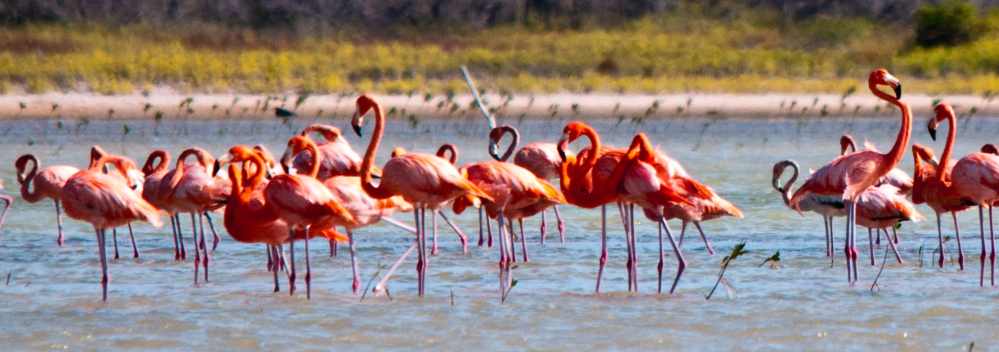 Dominikanische Republik, Südwesten, Barahona y Pedernales, Flamingos im Salzsee