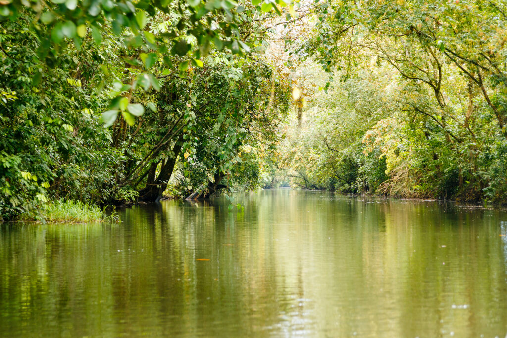 Von tropischem Regenwald bewachsener Kanal