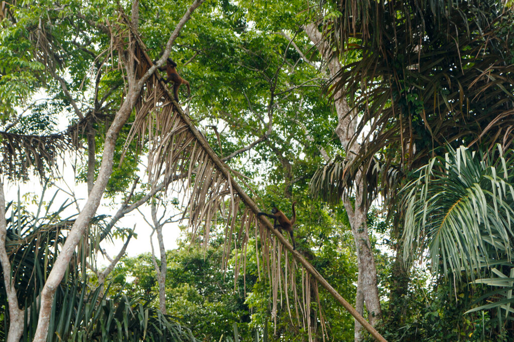 Affen im costaricanischen Tieflandregenwald auf einer umgestürzten Palme