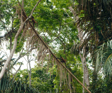 Hangelnde Affen von Palme zu Palme