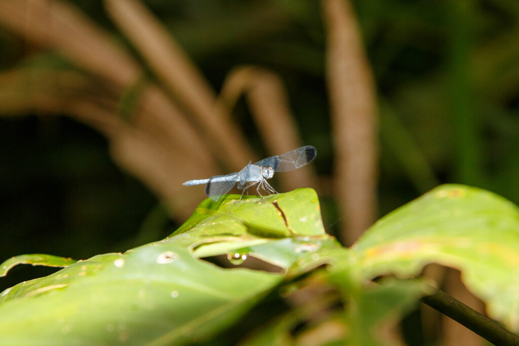 Libelle im Regenwald von Costa Rica