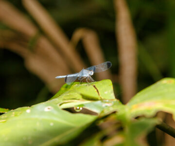 Libelle im Regenwald, Costa Rica