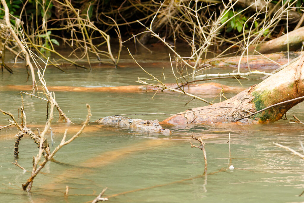 Kaiman während einer Bootstour auf dem Pacuare