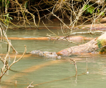 Kaiman im Pacuare Fluss, Costa Rica