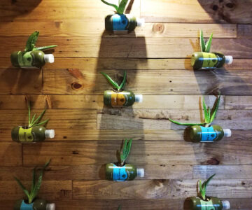Aloe Vera Pflanzen in der Fabrik und Museum auf Aruba