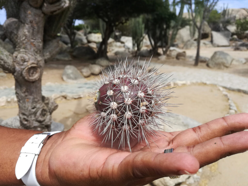 Stachelige Entdeckung auf Aruba - eine Feigenfrucht