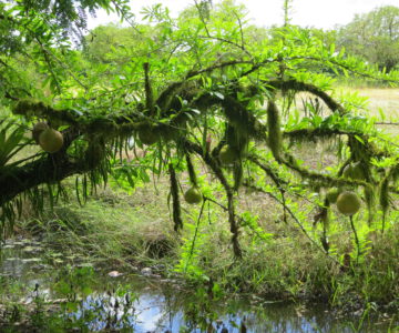 Mystischer Kalebassenbaum im Commewijn