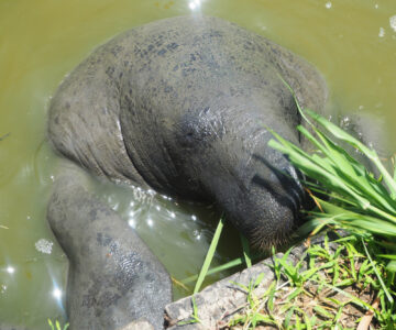 Fütterung der Manatees im Tierpark Georgetown, Guyana