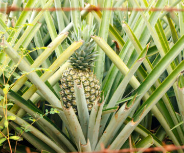 Reifende Ananas auf den Feldern bei Maquenque, Costa Rica