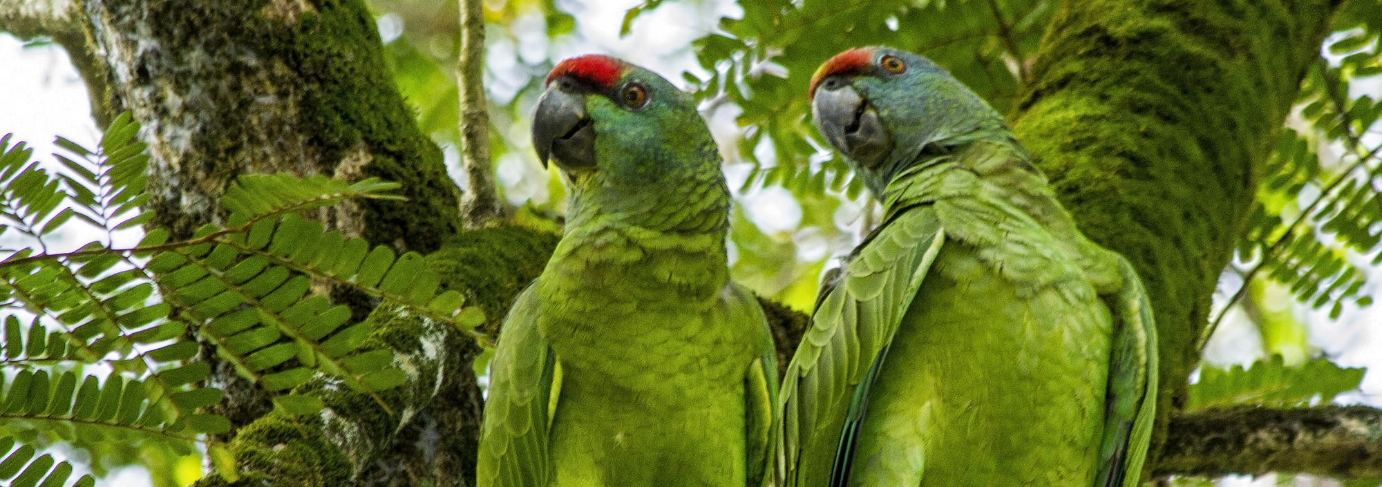 Guyana Grüne Papageien