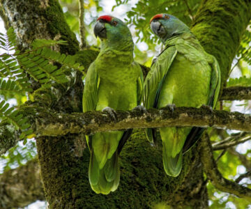 Grüne Papageien