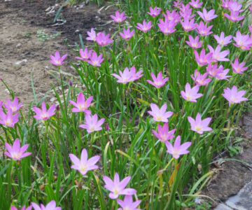 Blumige Entdeckungen in Suriname