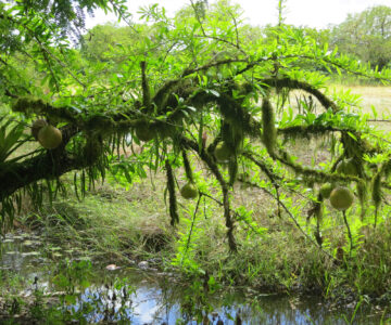 Mystischer Kalebassenbaum in Suriname