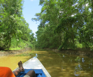 Bootsfahrt in den Mangroven von Bigi Pan, Suriname