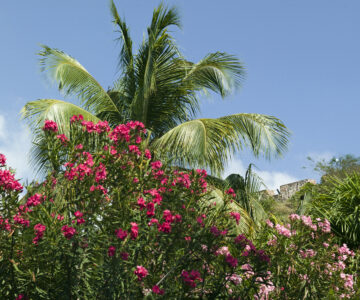 Blumen und Palme, Statia