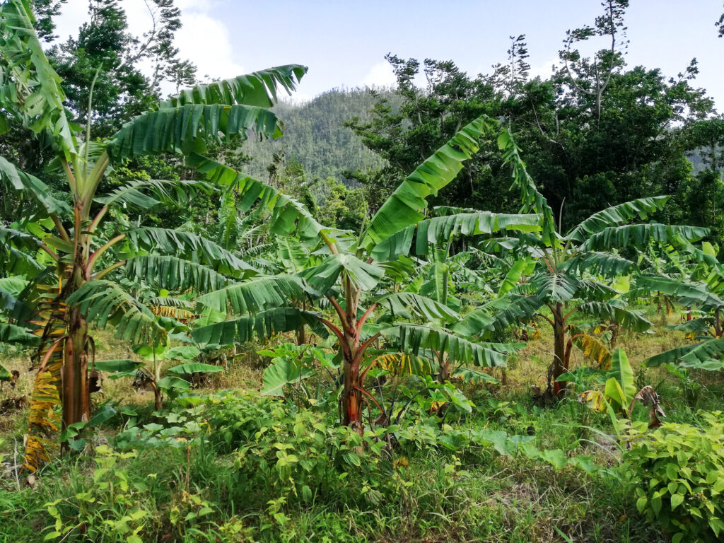 Bananenplantage im Landesinneren