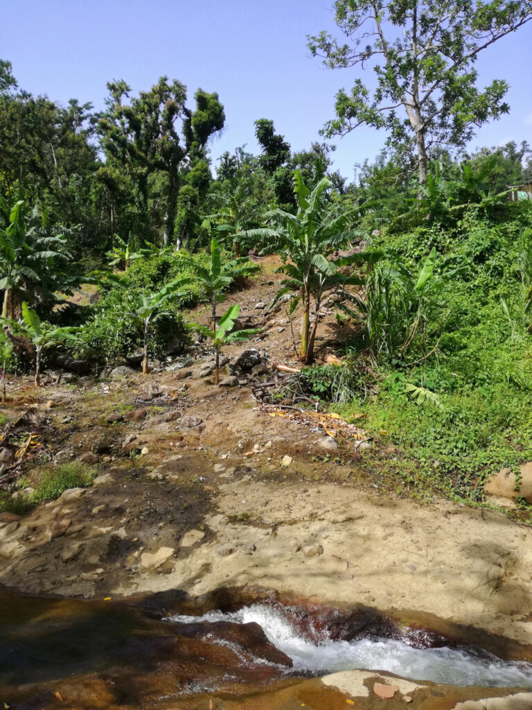 Dominica 2018 Landwirtschaft nach dem Hurrikan 