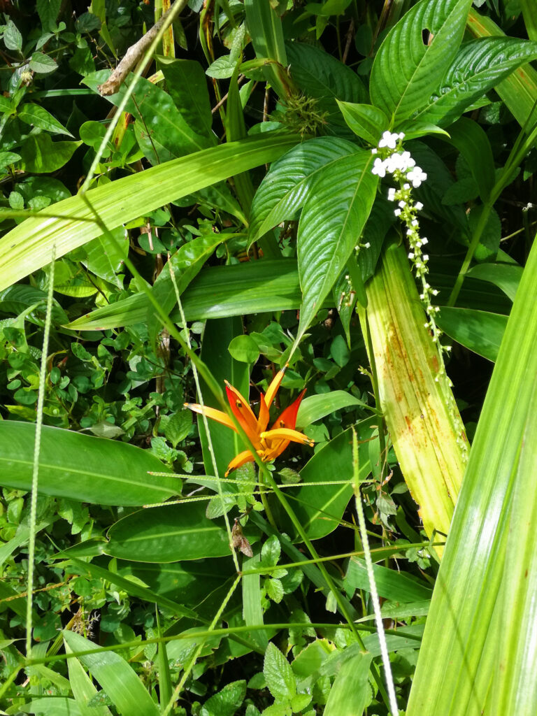 Üppiges Grün in den unteren Etagen der tropischen Natur 