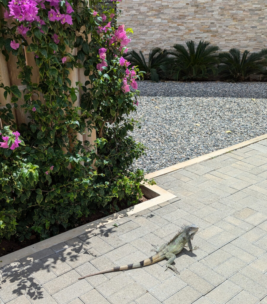 Bonaire Brehms Tierleben mittem im Hotel