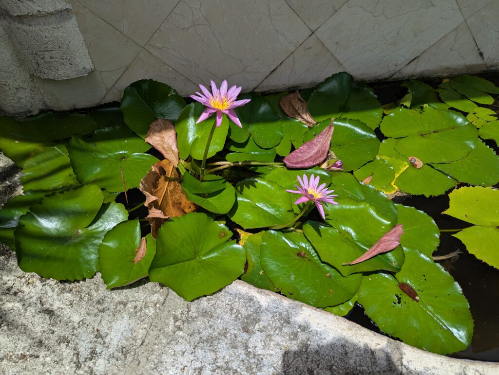 Barbados Bridgetown, Hotel Island Inn, im Garten 