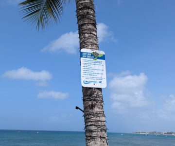 Barbados Little Arches Vorsicht Schildkröten kreuzen