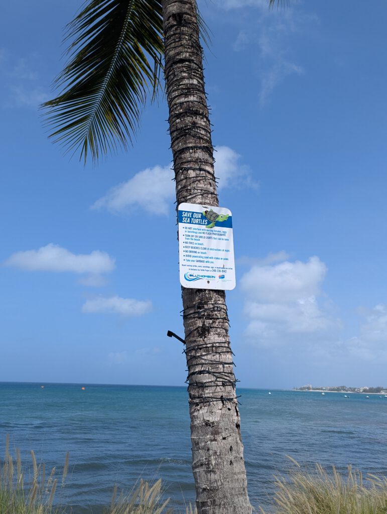 Barbados, Little Arches Boutique Hotel. Vorsicht, Schildkröten kreuzen...